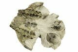 Bargain Fossil Oreodont (Leptauchenia) Upper Skull - South Dakota #269903-1